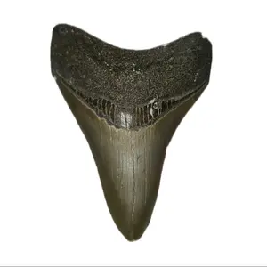 Megalodon Tooth 3.3"x 2 4"