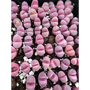 Lithops optica 'Rubra' - April Farm/Rare Succulents