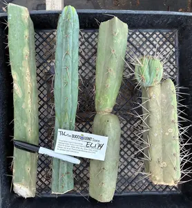 #EC174 EXACT Trichocereus Bridgesii TLC Cactus Cutting Lot