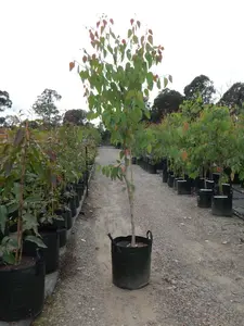 LIVE PLANT 3ft Eucalyptus tereticornis - Forest red gum - Blue gum - Red ironbark