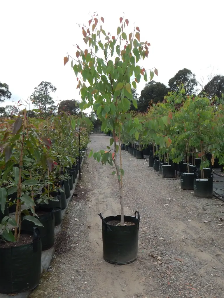 LIVE PLANT 3ft Eucalyptus tereticornis - Forest red gum - Blue gum - Red ironbark