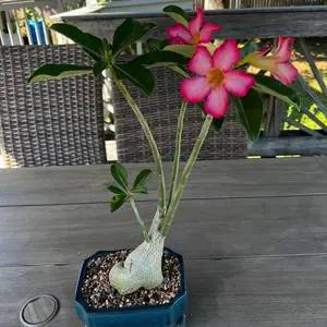 Desert Rose Bonsai