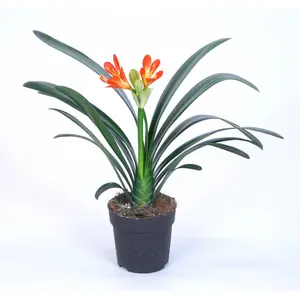 Clivia Miniata, Evergreen Perennial Easy to Care Decorate Heirloom Indoor Outdoor Bed Flower