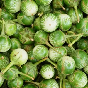 100+ Seeds Eggplant Thai Seeds for Planting, Green Eggplant Seeds Perennial Fresh Vegetable Seeds for Garden