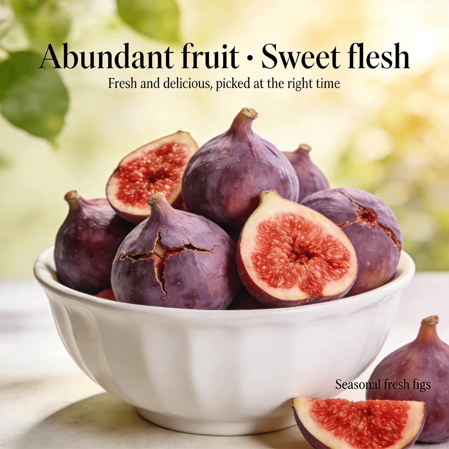 Heirloom Non-GMO Fig Tree Live Plant Seedling – Fast Growing Perennial, Perfect for Outdoor Garden, Patio, Container & Yard, Simple to Grow, Ideal for Beginners & Home Orchard