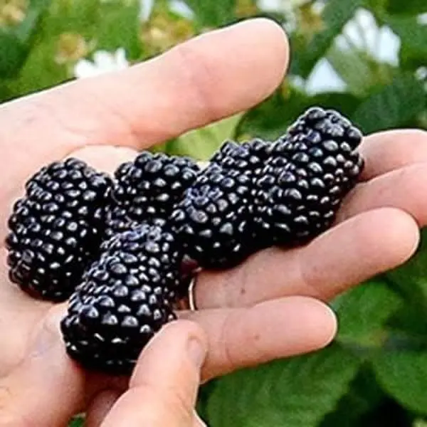 Prime-Ark Freedom BlackBerry - Easy-to-Grow Starter Plant for Juicy Berries