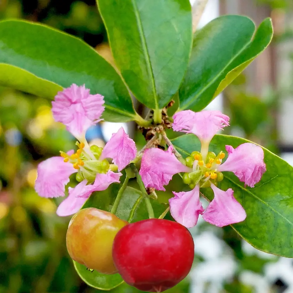 Lyfe Barbados Cherry - Tropical Delight for Your Garden - Bright Red Fruit Rich in Vitamin C - Easy Care Drought-Tolerant Tree - Ideal for Small Gardens & Privacy Screens