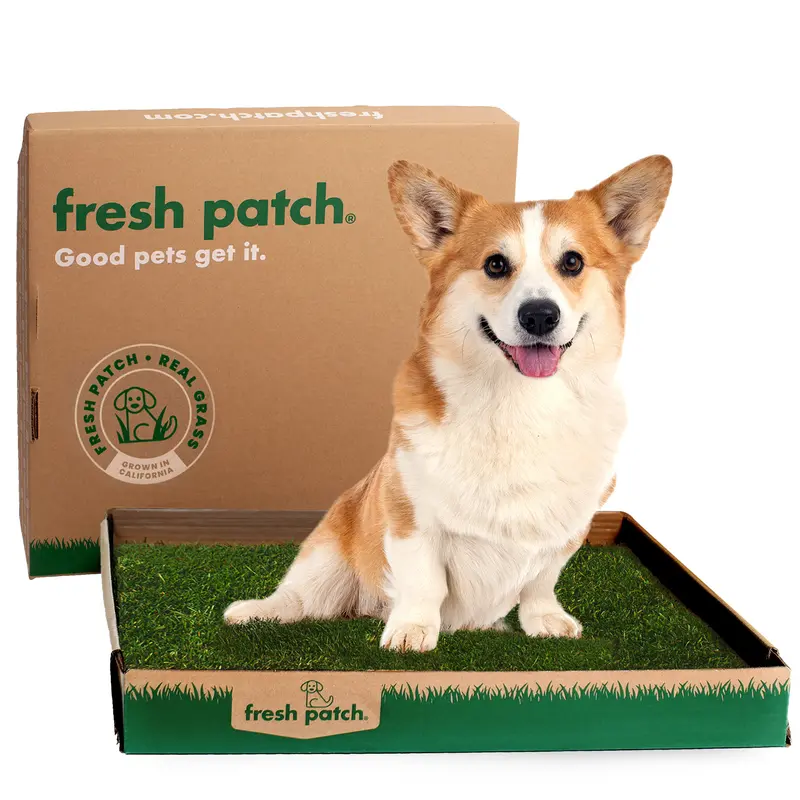 Fresh Patch Real Grass Large (24" x 24")