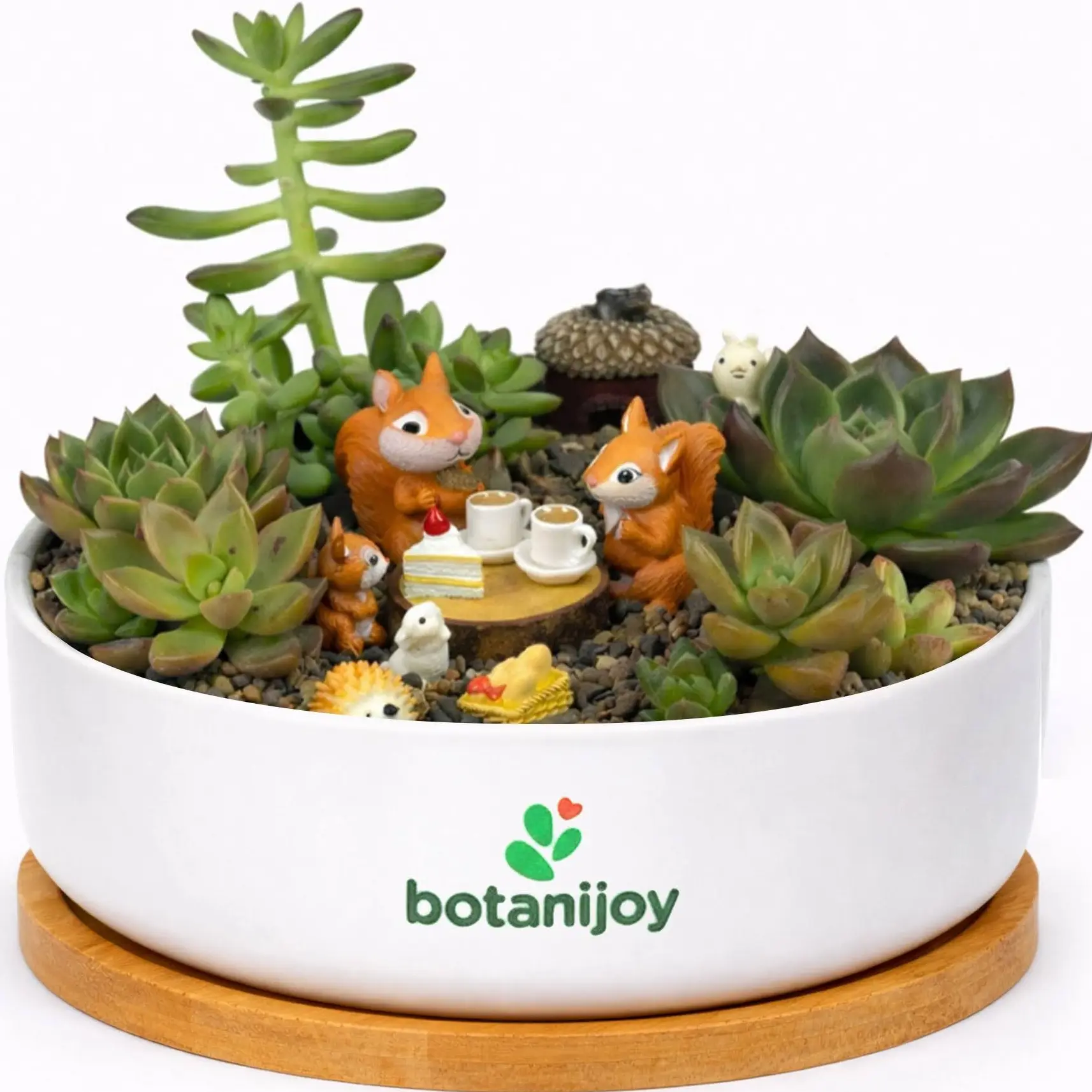 Botanijoy Squirrel Picnic Party Live Plant Succulent Kit - Indoor Home Decor for Plant Lovers, Garden Supplies