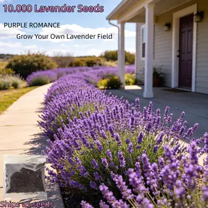 English Lavender Seeds 10,000 Seeds - Wildflower Seedsfor Planting Indoor/Outdoor, HighGermination Flower Seeds (Lavandulaangustifolia)