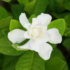 Aimee Gardenia Jasmine Live 6 In Pot White Jasmine Flower Planting For Garden