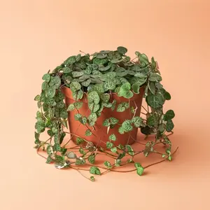 4" Succulent String of Hearts – Indoor Live Plant, Medium Gift, Heart-Shaped Leaves, Easy Care & Pet Safe, Trailing Decor Plant