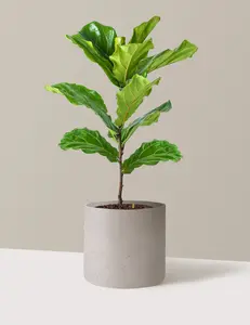 Fiddle Leaf Fig Bush