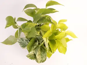 Three Pack Assorted Pothos 4” Potted Live Plants - Seller’s Choice - Rare Variegated Houseplant Bundle - Epipremnum Collection - Tropical Gift - Unique Indoor Plants - Vining Greenery - Easy Care - Heart Shaped Leaves - Beginner Friendly - Fast Growing