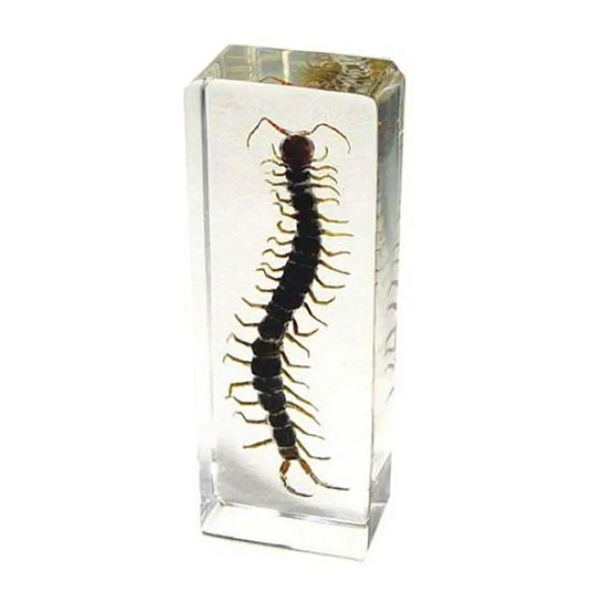 Large Acrylic Real Centipede Paper Weight - Decorative Collectible Figurines & Miniatures, Office and Home Decor Accent, Insects