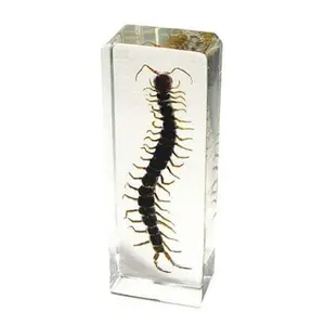 ED SPELDY EAST  Paperweight Large Centipede