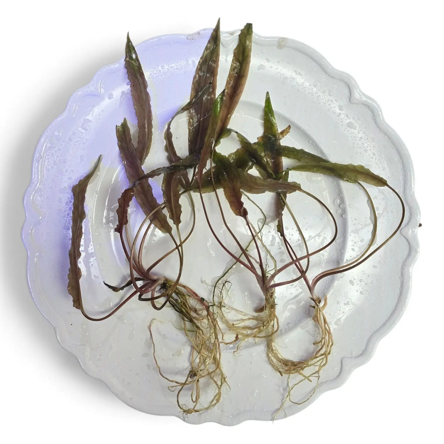 Assorted Large Crypt Live Aquarium plants: No added CO2 needed carpeting or mid-ground plant!