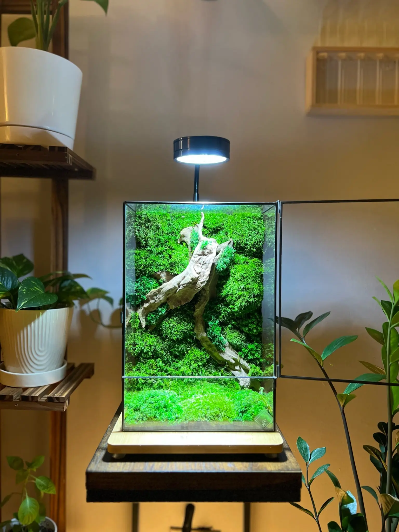Terrariumazing Driftwood L with Preserved Moss and Glass Casing Decor Decoration