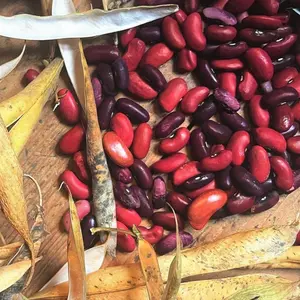 TomorrowSeeds - Dark Red Kidney Bean Seeds -  For Planting Mexican Chili Ramja Brenebon Bush Shell Beans Garden Vegetable Seeds For 2024 Season