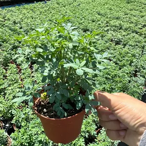 4” pot Rue Plant Ruta Graveolens Plant