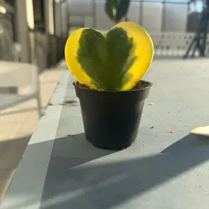 Variegated Hoya Heart in a 2” Pot Live Houseplants