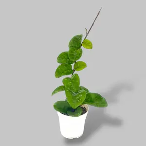 Hoya Chelsea 4” - Pet Safe Hanging Easy Care House Plant