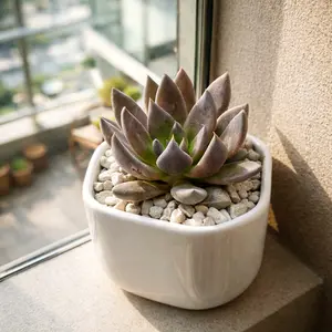 Echeveria 'New Black'