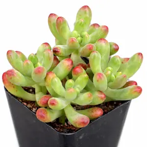 Sedum Salsa Sedum Salsa