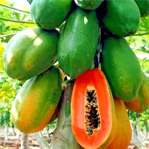 20 Carica Papaya Fruit Tree Seeds- Caribbean "Red Lady" Seeds  LARGE MELONS Indoor Plant.