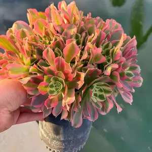 6 inch Aeonium Mardi Gras Live Succulent Plant, Tricolor Rosette, Full Cluster "Bouquet" Shape for Indoor Outdoor Decoration（1PC)