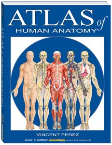 USED-Atlas of Human Anatomy by Perez, Vincent (Paperback)