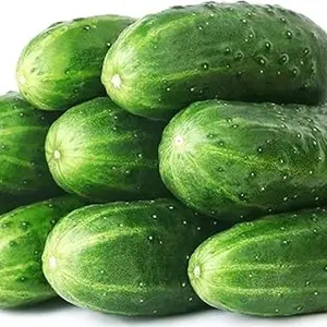 50 Straight Eight Cucumber Seeds - Grown Vegetable Seeds for Planting - Pickling and Slicing Cucumber
