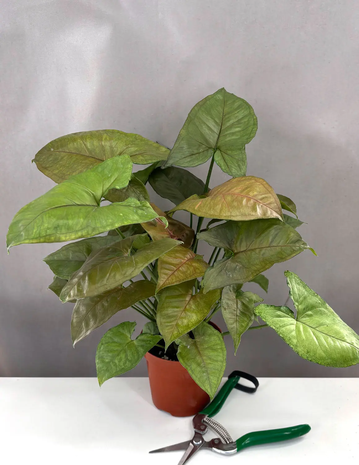 Syngonium Candy Berry