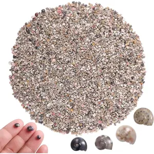 6000 count  Mini Small Sea Shells for Crafting Spiral Conch Shells for Crafts Charms for Home Decorations Candle Decor DIY Fish Tank and Beach Vase Filler