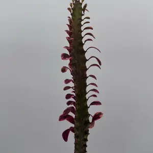 Variegated Euphorbia Trigona Pink Royal 4" Pot Plant African Milktree Drought Tolerant Low Maintenance Indoor Outdoor Garden Addition