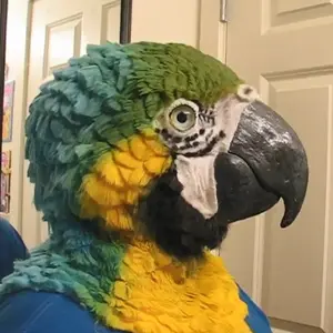 3D Realistic Parrot Mask! Unveil Your Spring Alter Ego!Next-Level Parties Vibe!ViralAnimal Costume Cosplay!Great for Pranks & ContentCreation!EcoFriendly&Handcrafte&Reusable!