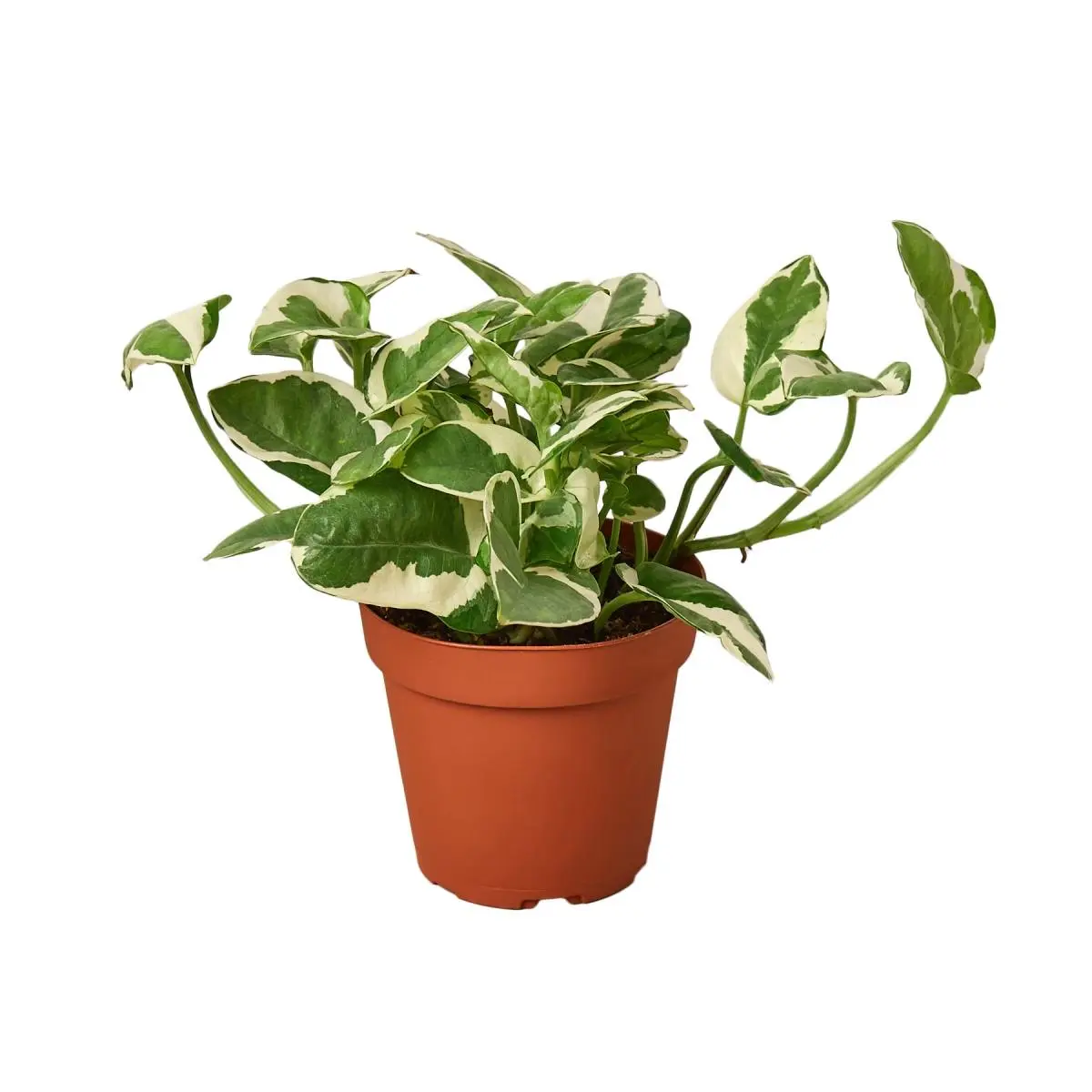 N'Joy Variegated Pothos Live Plant, 6 in. Potted Indoor Tropical House Plant, Ideal for Home & Garden Decor, Potted Indoor Plants