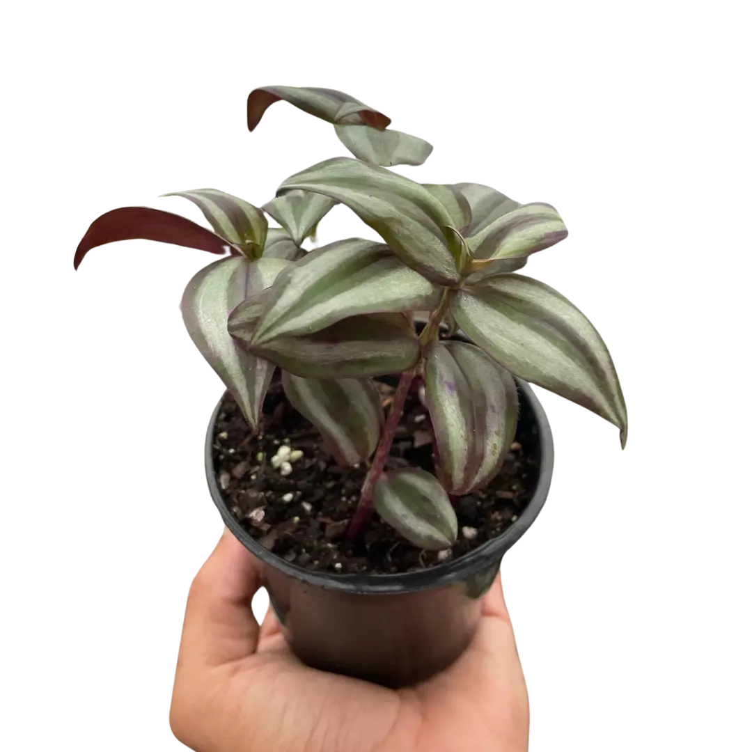 Tradescantia Zebrina Wandering Dude
