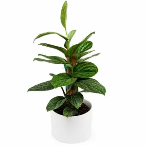 Monstera Peru Pole 6" pot  - Easy to Care for, Beautiful Green Leaves, Purifies Air - Decor