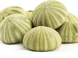 Sea Urchin | 8 Green Sea Urchin Shell | 8 Green Sea Urchin Shells for Craft and Decor