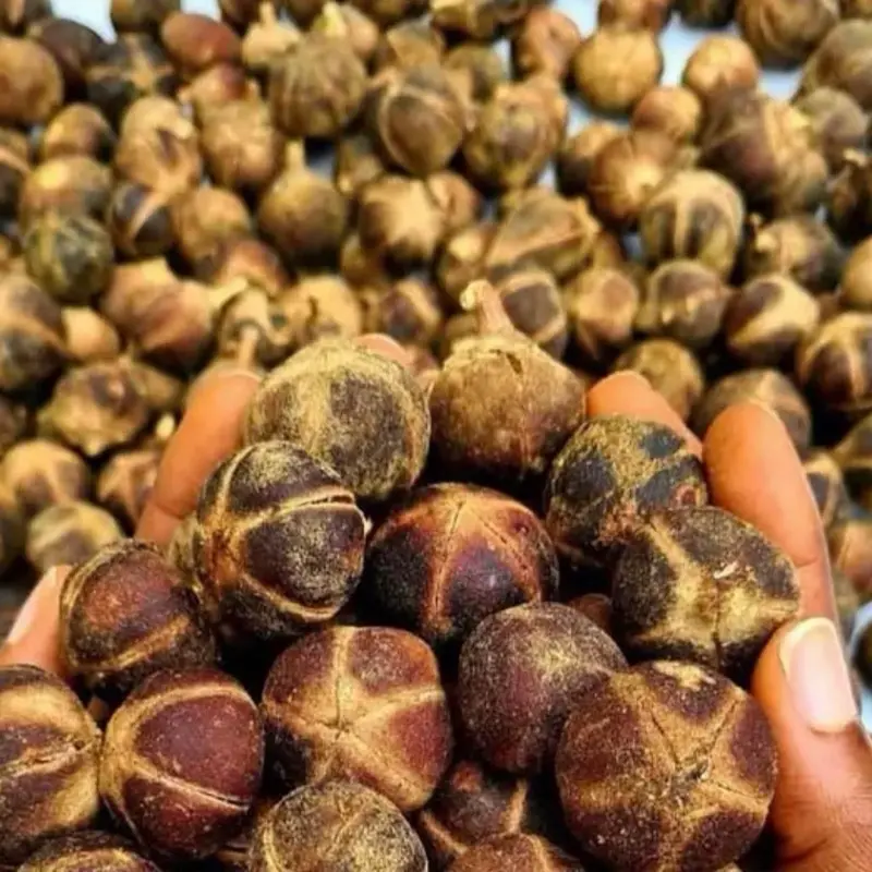 Gorantula seed (douse nan mitan) 10 pieces