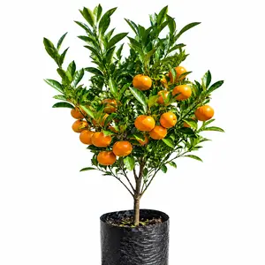 Shatang mandarin Tree Seedlings – Fast Growing, Sweet Juicy Fruits, Indoor/Outdoor, Non-GMO, High Survival