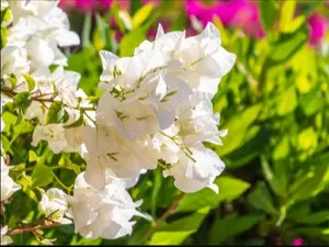 Live Bougainvillea Plant, Bougainvillea Plants, Coconut Ice Bougainvillea Starter Plants from 5 to 6 Inches Height Bare Roots, Bougainvillea Ornamental Vines Plants for Planting