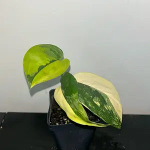 Scindapsus Jade Satin Aurea