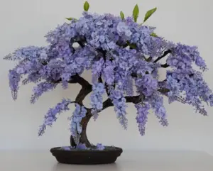 BONSAI JACARANDA MIMOSIFOLIA BLUE FLAMBOYAN rare flowering tree seed 10 seeds