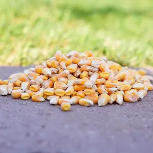 Whole Corn – Premium Wild Bird and Wildlife Food for Squirrels, Deer, Raccoons, Ducks, Geese, Jays, and More (3 lbs)