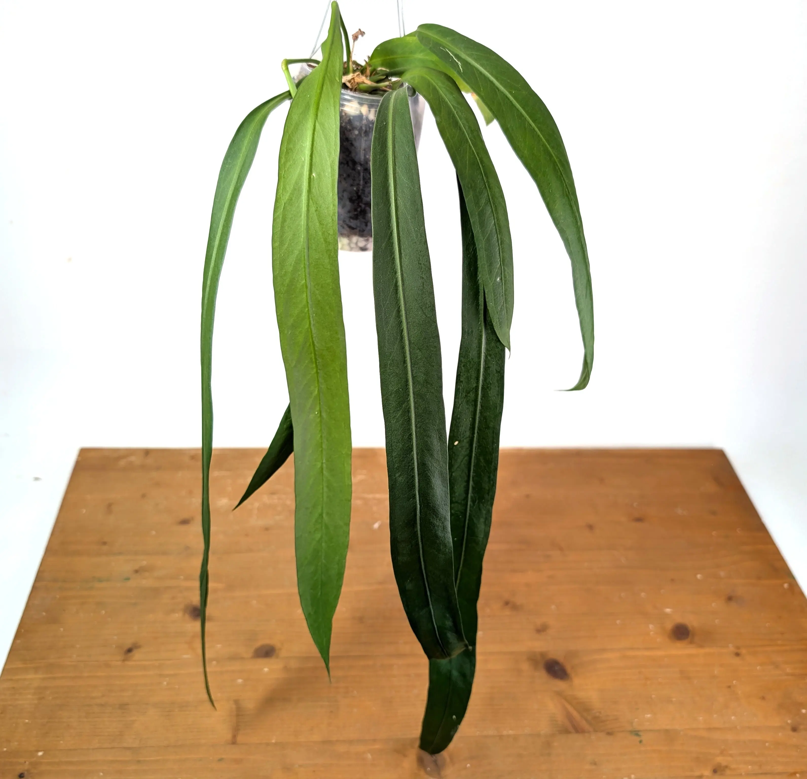 Anthurium Vittariifolium
