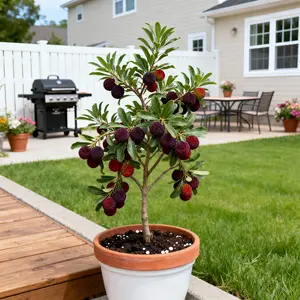 Heirloom Non-GMO Morella rubra Sapling for Northern & Southern Climates Easy Potted Home Garden Cultivation Spring Summer Flowering Abundant Fruit