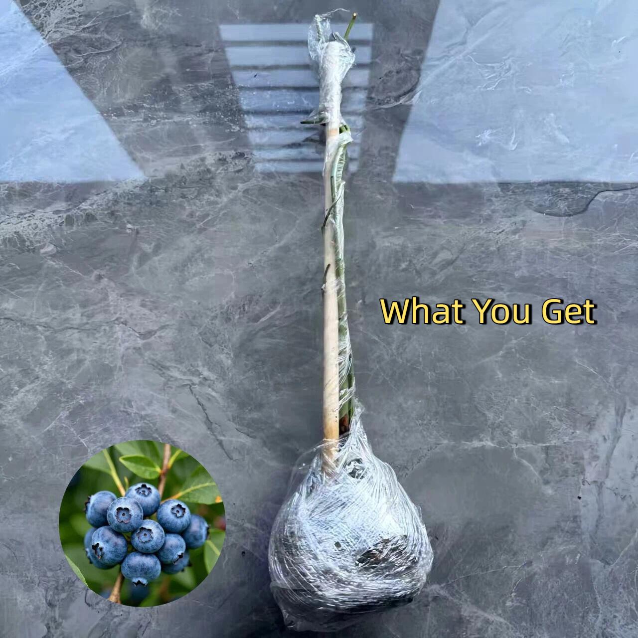 Blueberry Tree Seedlings – Bare Root Shipping – Strong Root System – Perennial Fruit Plants – Low Maintenance – Suitable for Containers or Ground Planting Sapling – Great for Beginners & Home Growing Compact Hardy