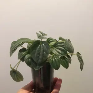 Silver Peperomia